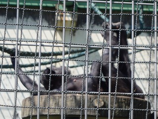 写真：寝ているチンパンジー（7月15日）