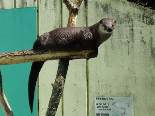 写真：カナダカワウソ（7月15日）1