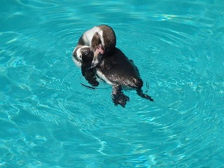 写真：ペンギン舎の様子（7月17日）4