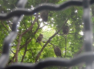 写真：オオコノハズクのヒナ（7月18日）