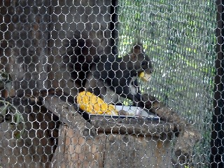 写真：エゾリス（7月24日）