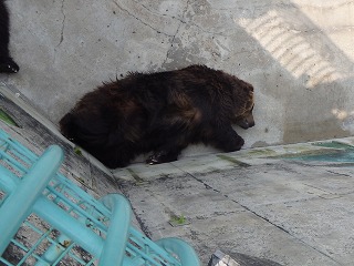 写真：ヒグマのコタルの寝相