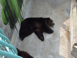 写真：ヒグマのキチノスケの寝相