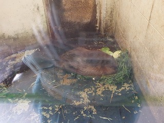 写真：アメリカビーバーの菊丸の寝相