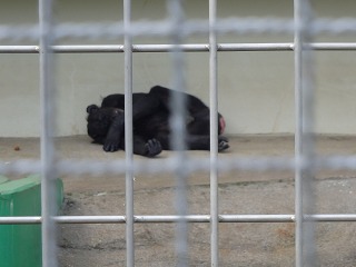 写真：チンパンジーの寝相