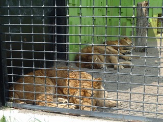 写真：ライオンの寝相
