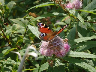 写真：花を訪れたチョウ（7月29日）2