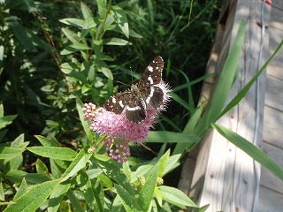 写真：花を訪れたチョウ（7月29日）3