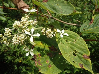 写真：花（7月29日）4