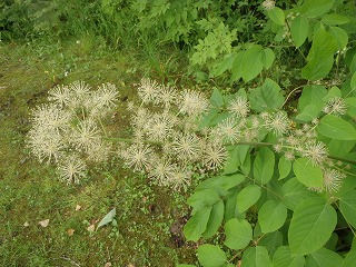 写真：花（7月30日）5