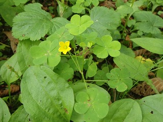 写真：花（7月30日）10