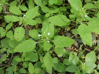 写真：花（7月30日）8