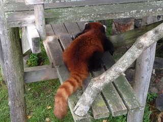 写真：レッサーパンダ（7月30日）