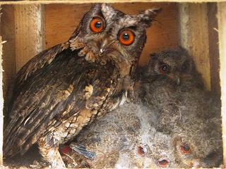 写真：オオコノハズクのヒナ