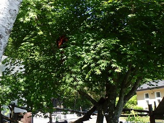 写真：樹の中にいるレッサーパンダ（6月24日）1