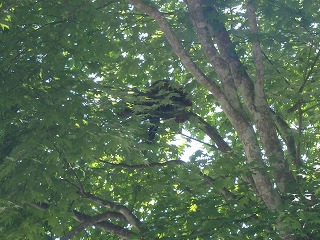 写真：樹の中にいるレッサーパンダ（6月24日）2