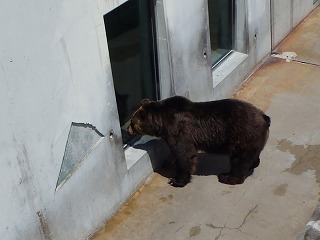 写真：ヒグマのヤマト（6月26日）