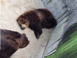 写真：ヒグマのコタルとキチノスケ（6月26日）1