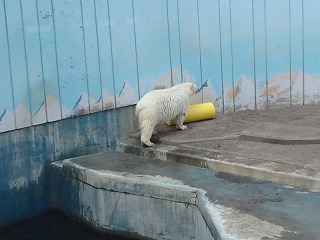 写真：ホッキョクグマ（6月26日）3