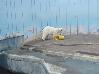 写真：ホッキョクグマ（6月26日）4