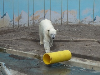 写真：ホッキョクグマ（6月26日）6