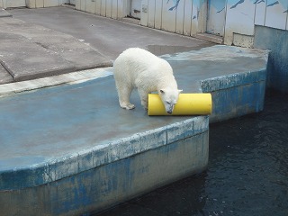 写真：ホッキョクグマ（6月26日）8