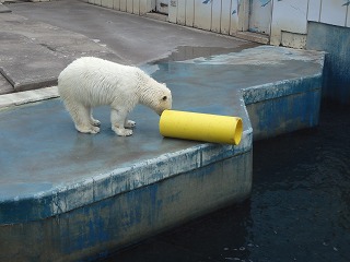 写真：ホッキョクグマ（6月26日）9