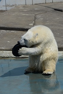 写真：ホッキョクグマのミルク（5月14日）3