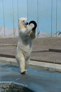 写真：ホッキョクグマのミルク（5月14日）2