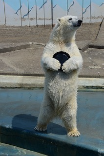 写真：ホッキョクグマのミルク（5月14日）1