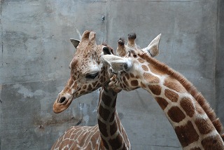 写真：キリン（5月14日）2