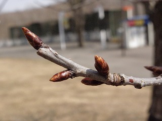 写真：エゾヤマザクラのつぼみ