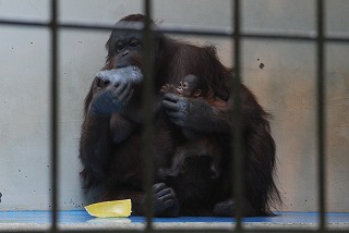 写真：オランウータンのロリーと赤ちゃん