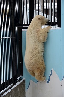 写真：ホッキョクグマのミルク（3月5日）2