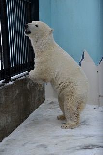 写真：ホッキョクグマのミルク（3月5日）3