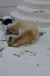 写真：ホッキョクグマのミルク（3月5日）1