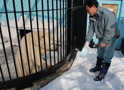 写真：ホッキョクグマのミルクと担当職員