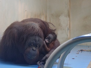 写真：オランウータンのロリー親子（2月7日）2