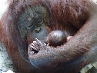 写真：オランウータンのロリー親子2