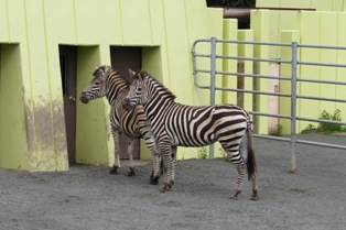 写真：シマウマの様子