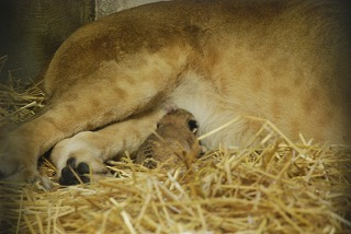 写真：すくすく育つライオンの赤ちゃん1