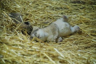 写真：すくすく育つライオンの赤ちゃん2