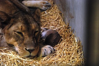 写真：すくすく育つライオンの赤ちゃん3