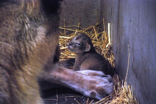 写真：すくすく育つライオンの赤ちゃん4