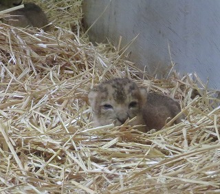 写真：ライオンの赤ちゃんの目が開きました2
