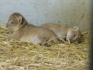 写真：ライオンの赤ちゃんの様子1
