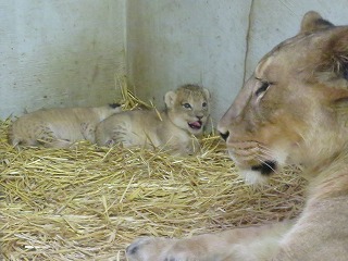 写真：ライオンの赤ちゃんの様子2