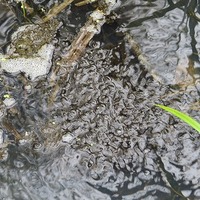 写真：トンボ池のオタマジャクシ