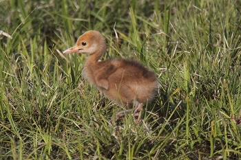 写真：ツル公園で産まれたヒナ