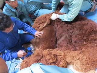 写真：アルパカの毛刈りの様子